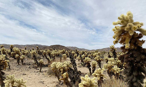 home-cholla-cactus-garden-1